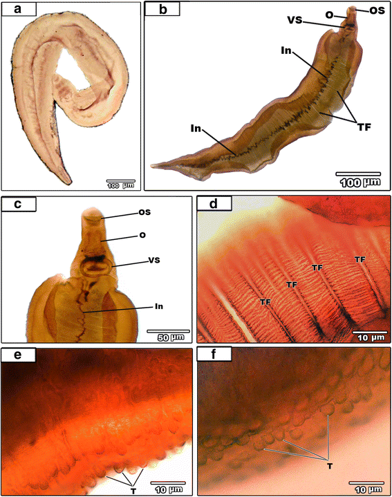 Fig. 5