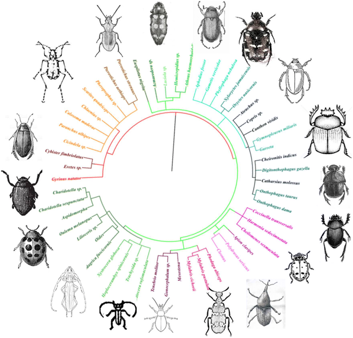 Fig. 8