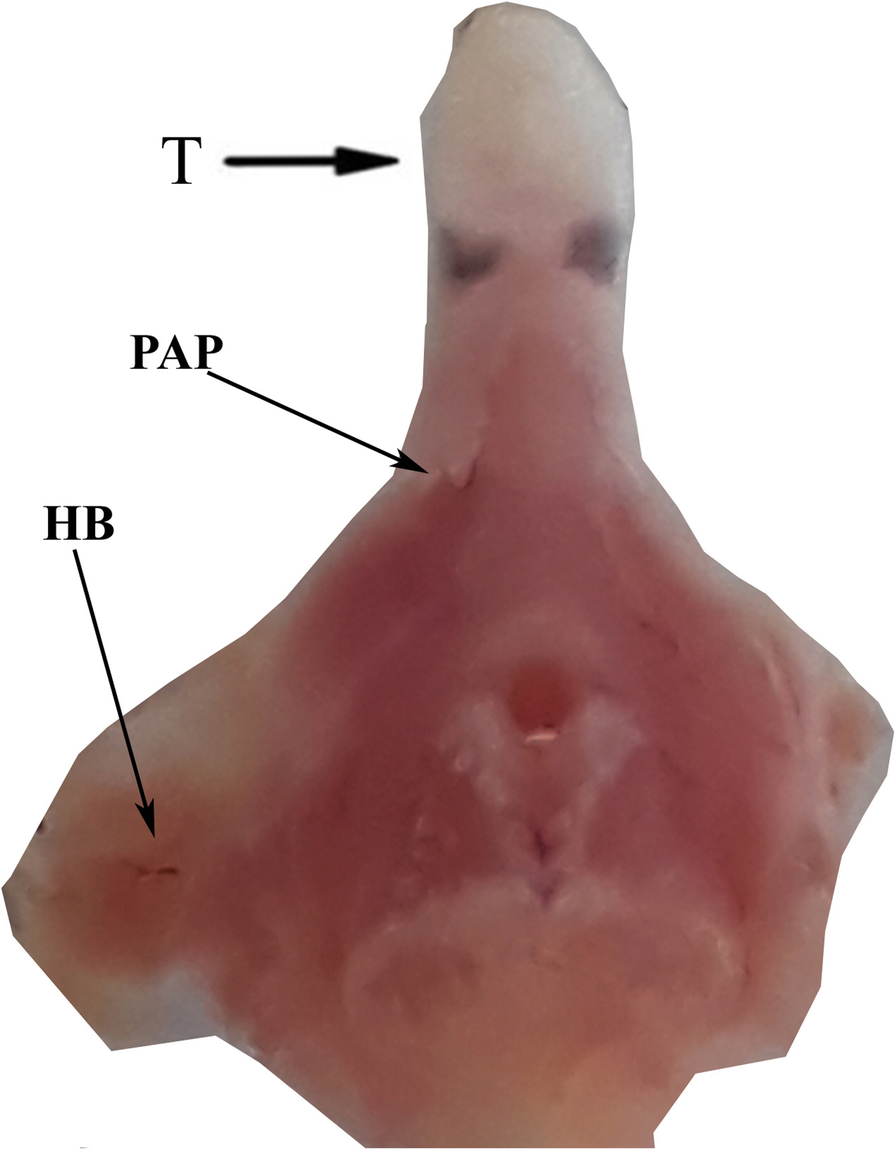 Fig. 7