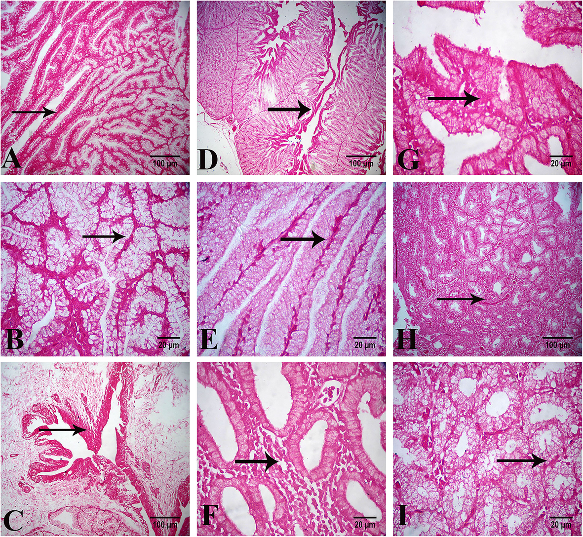 Fig. 12