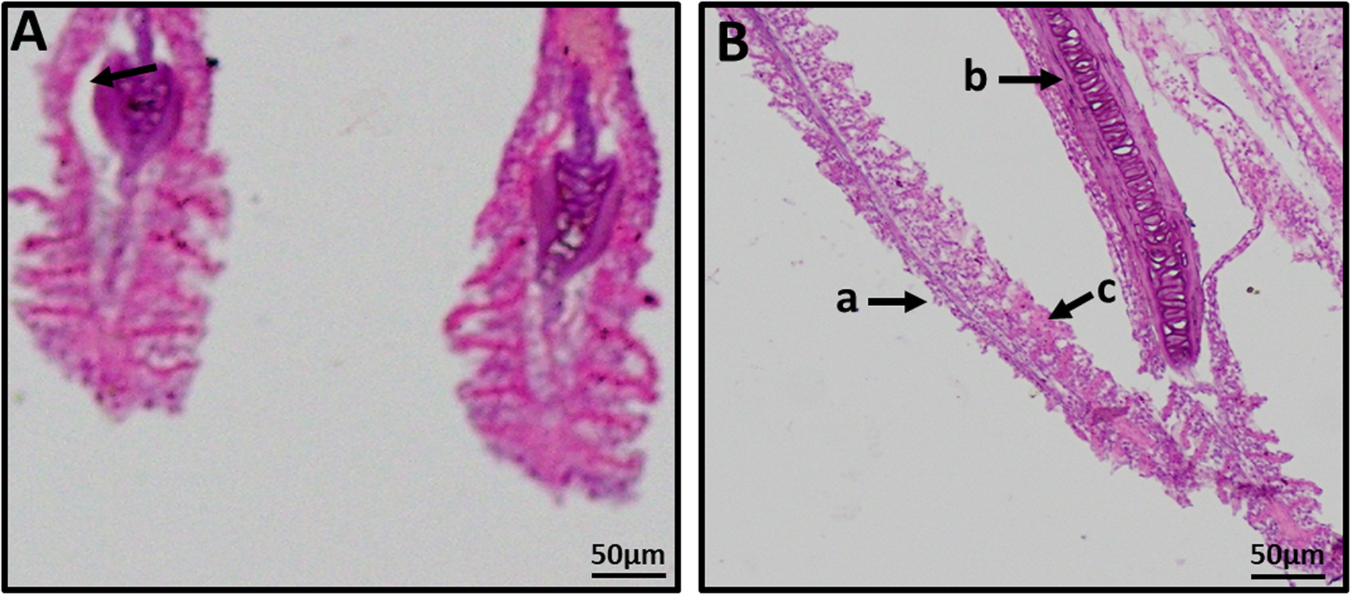 Fig. 5