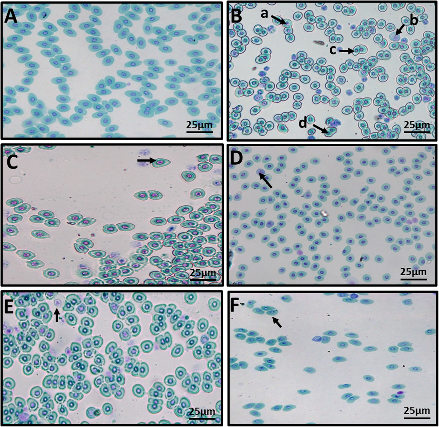 Fig. 8