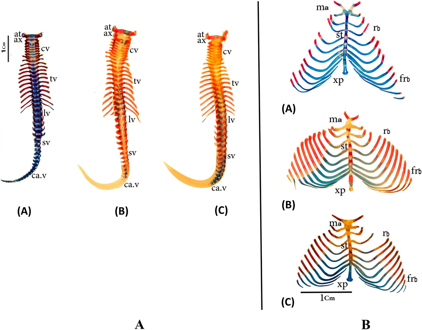 Fig. 3