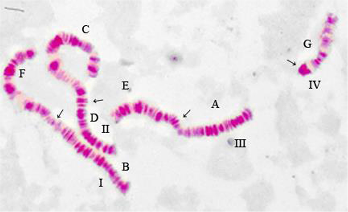 Fig. 10