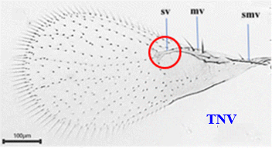 Fig. 12