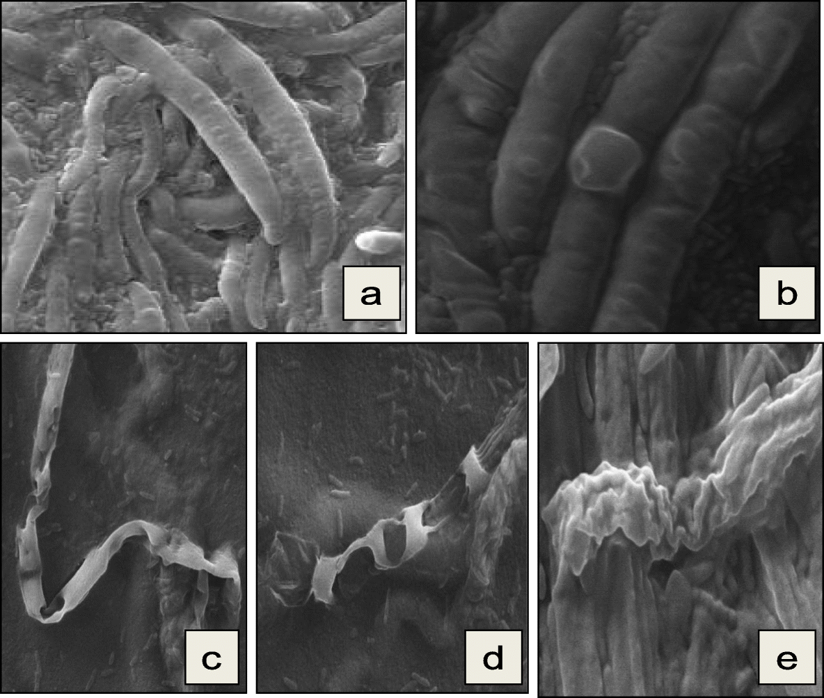 Fig. 5