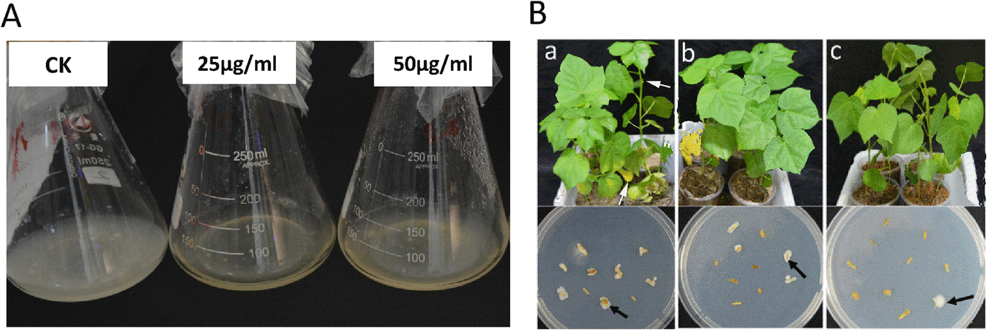 Fig. 9