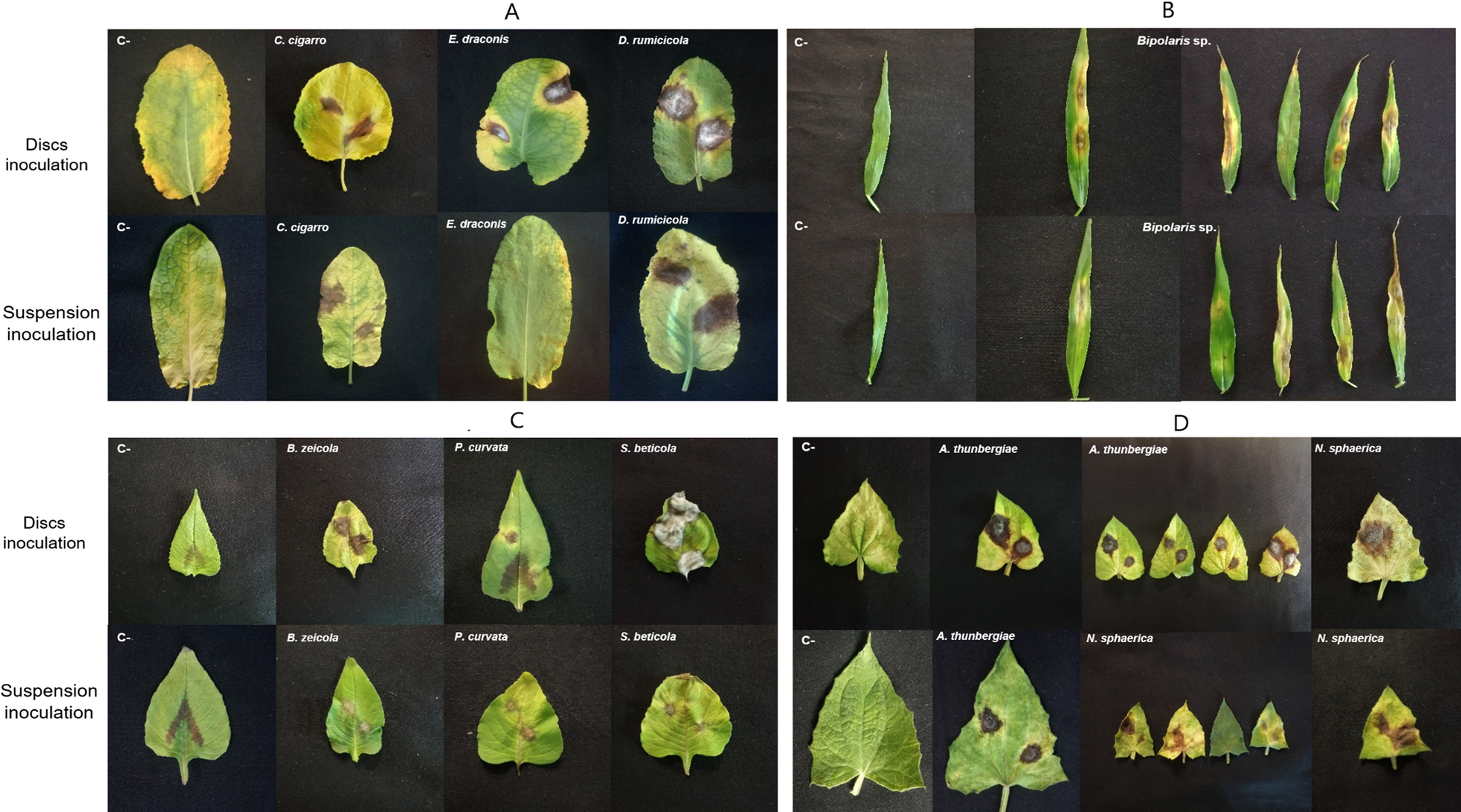 Fig. 2