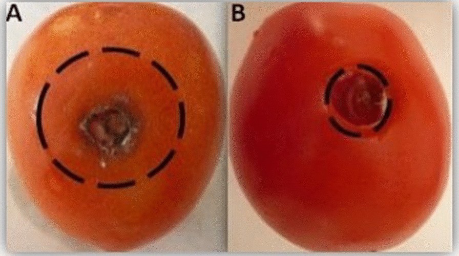 Fig. 16