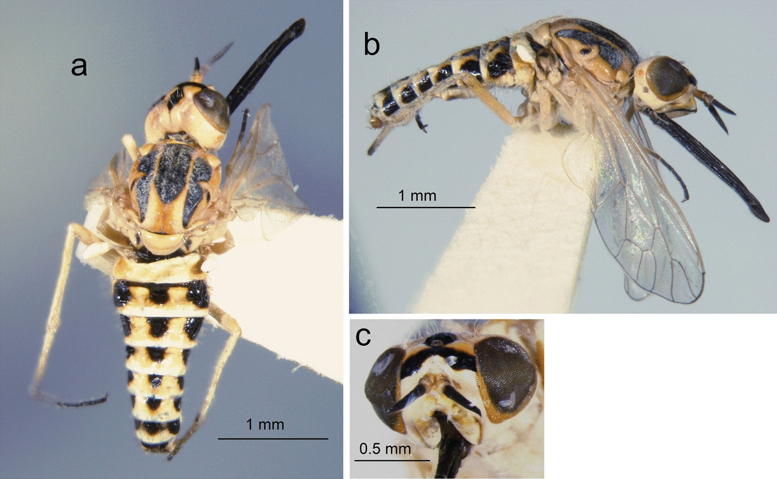 Fig. 2