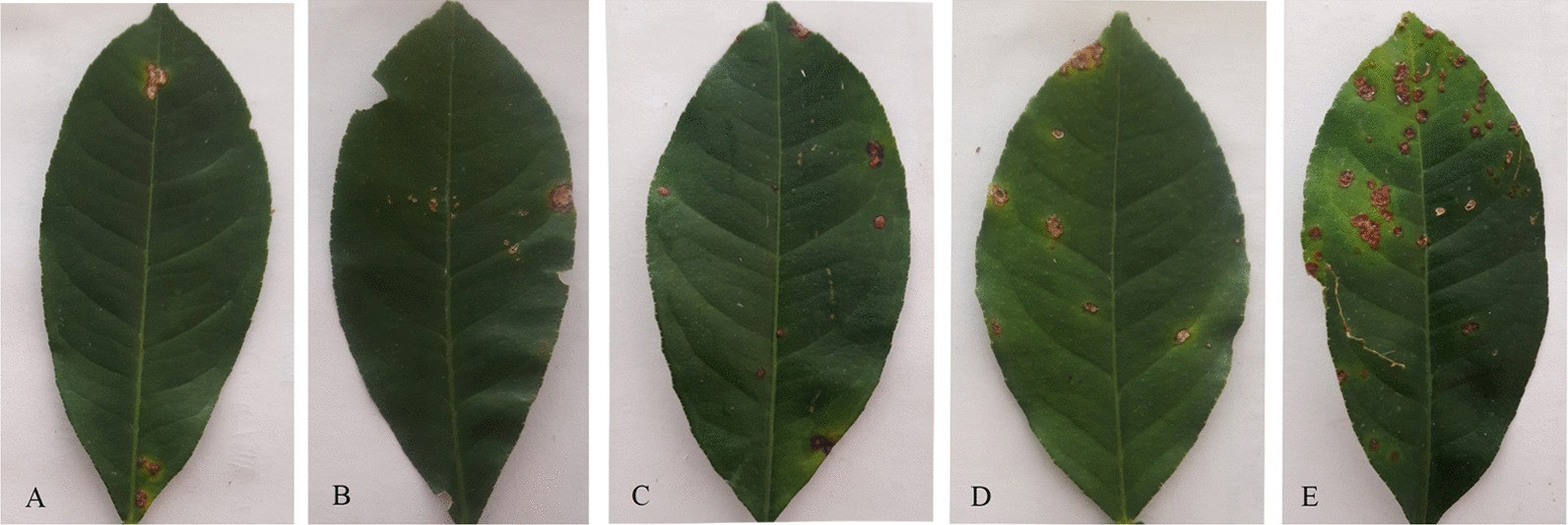 Fig. 10