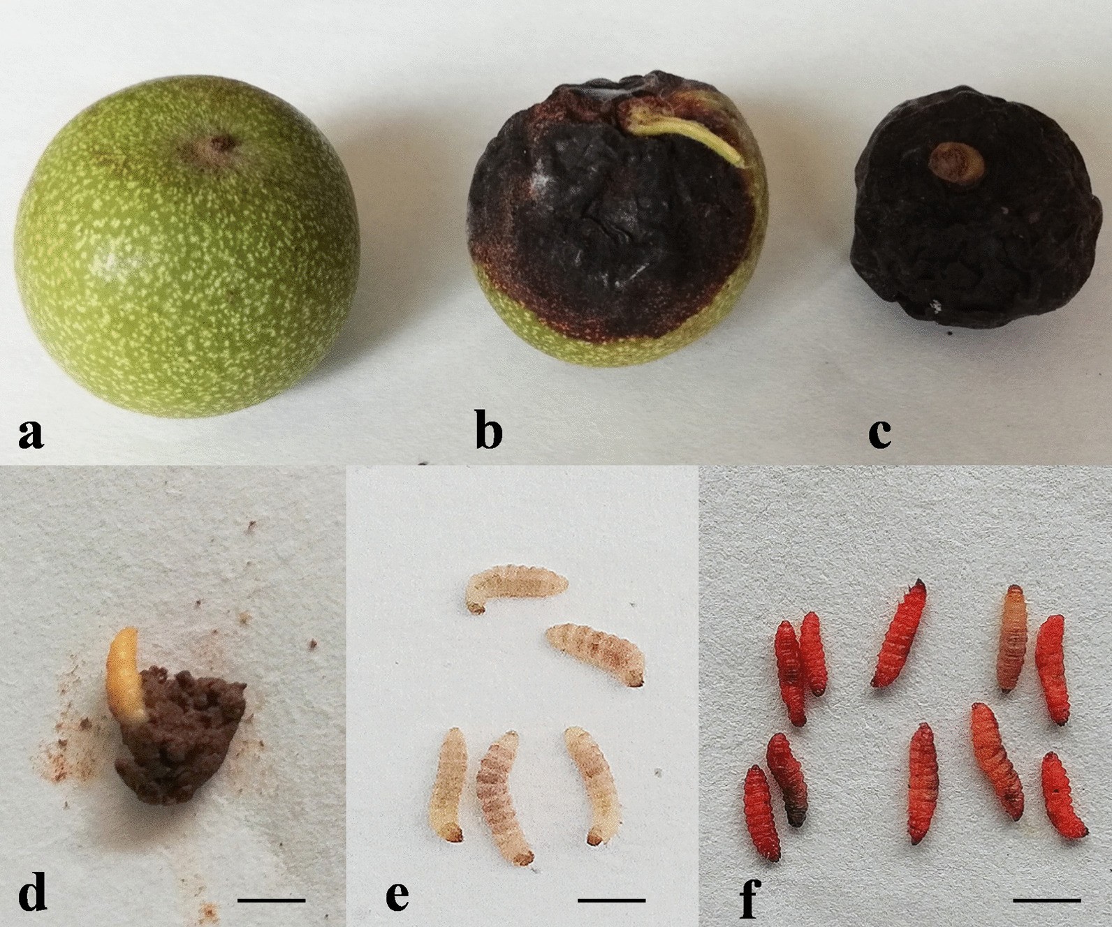 Fig. 2