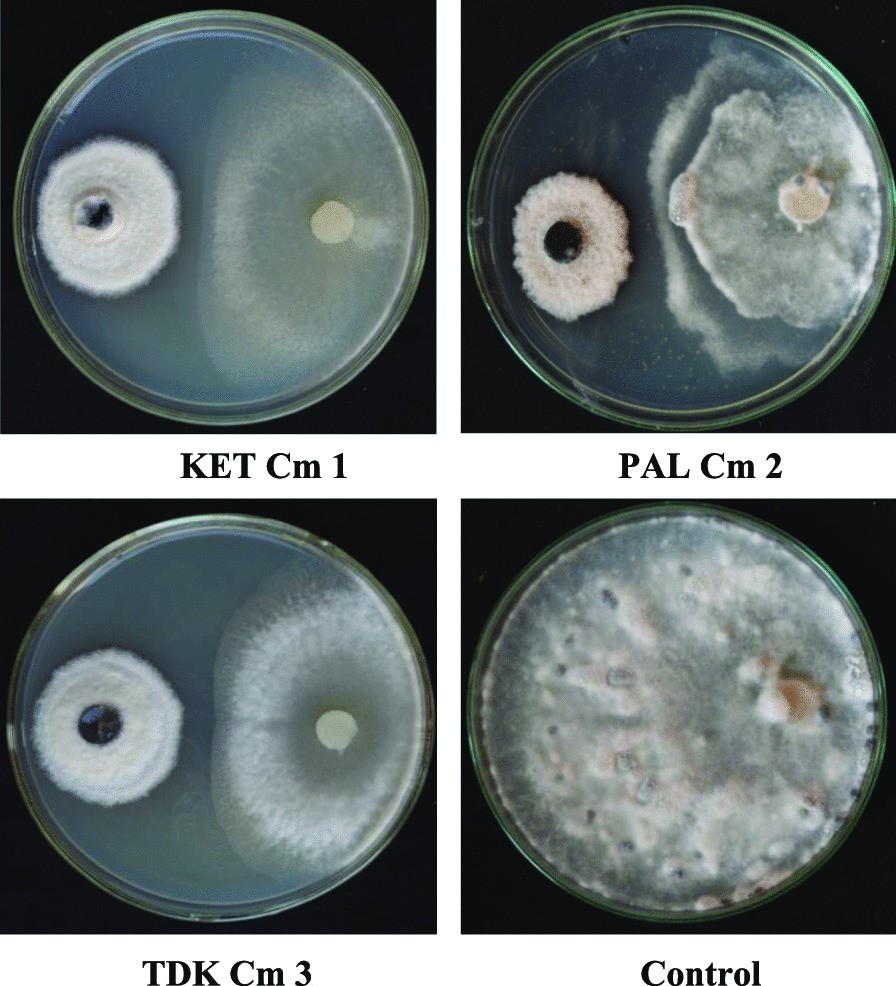 Fig. 10