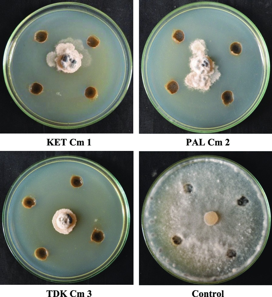 Fig. 12