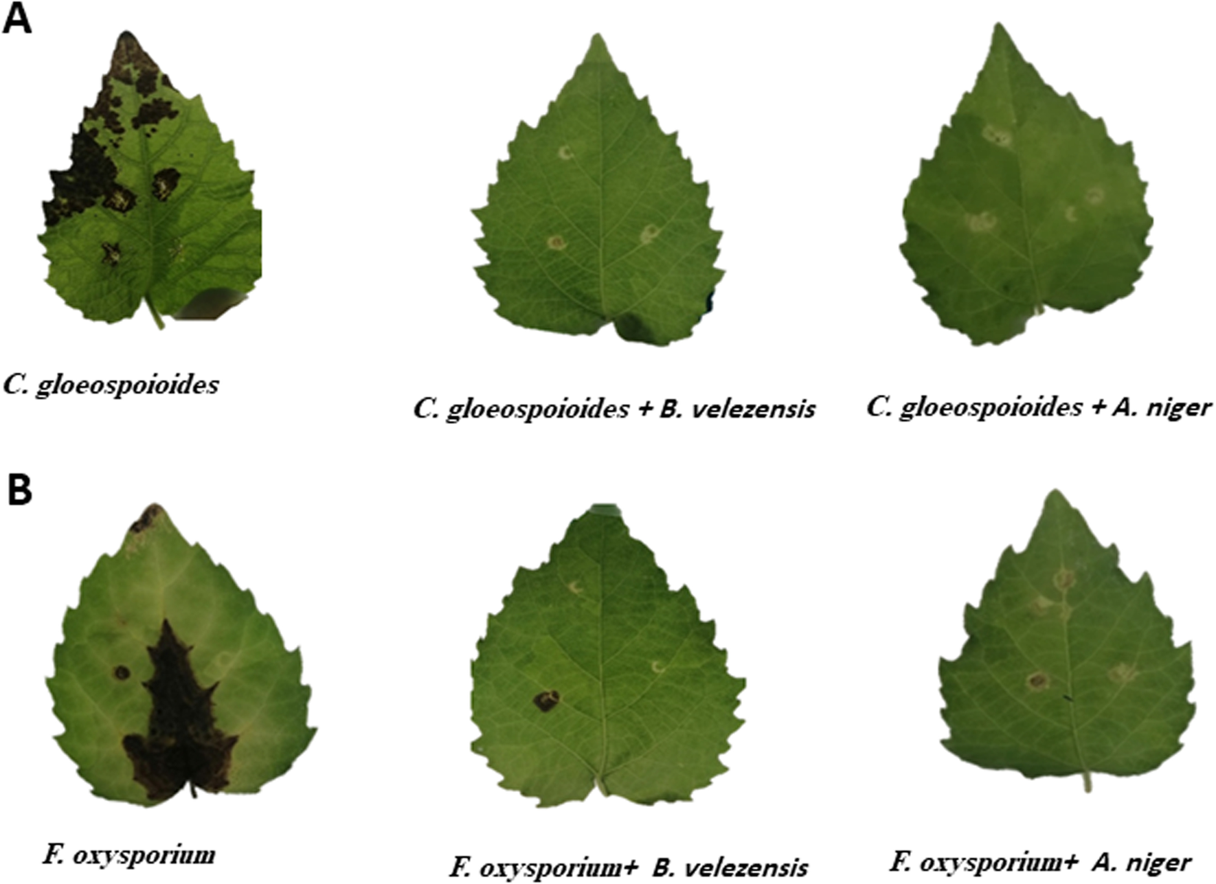 Fig. 5