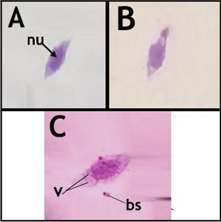 Fig. 9