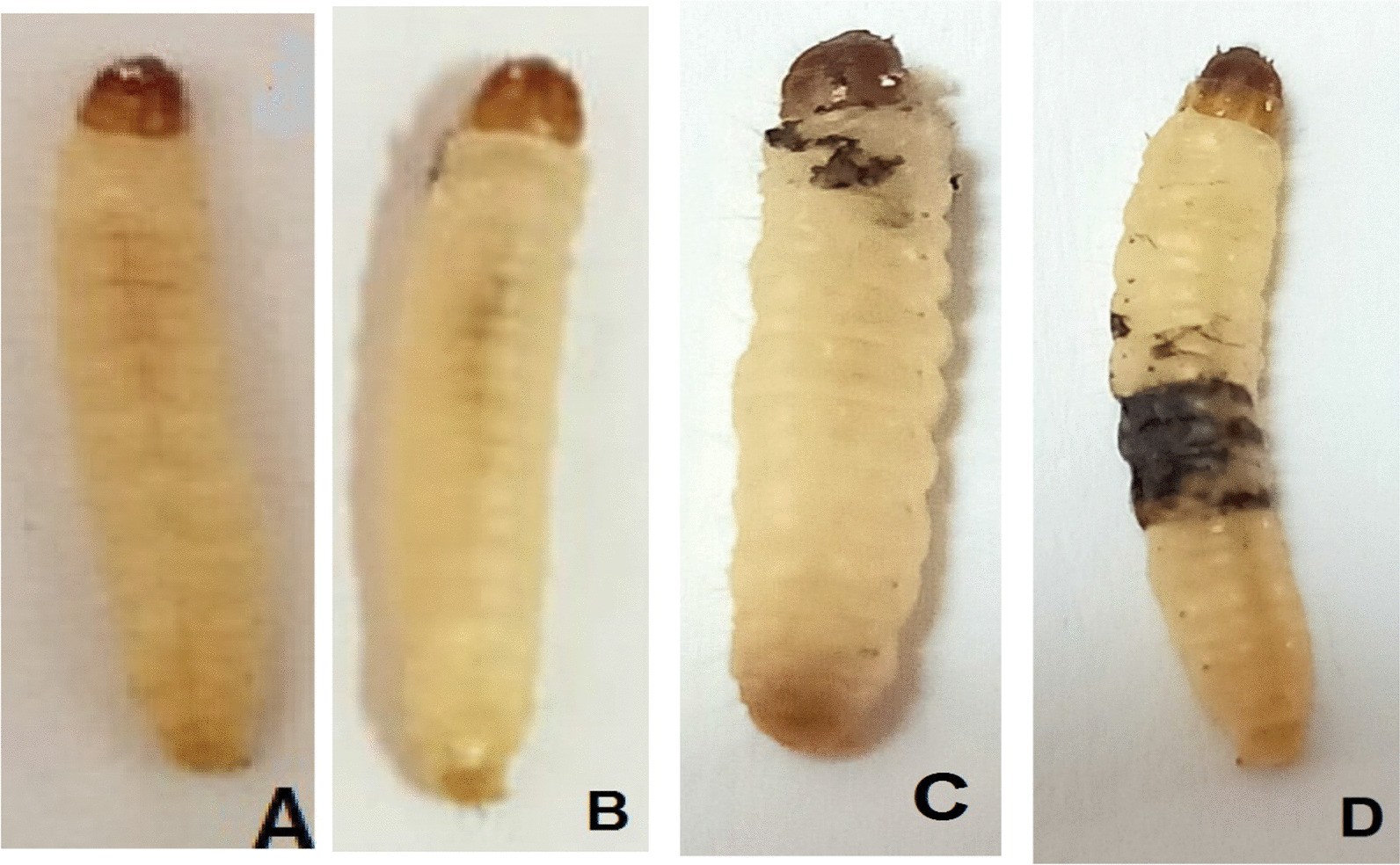 Fig. 2