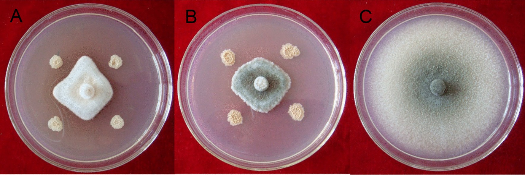 Fig. 1