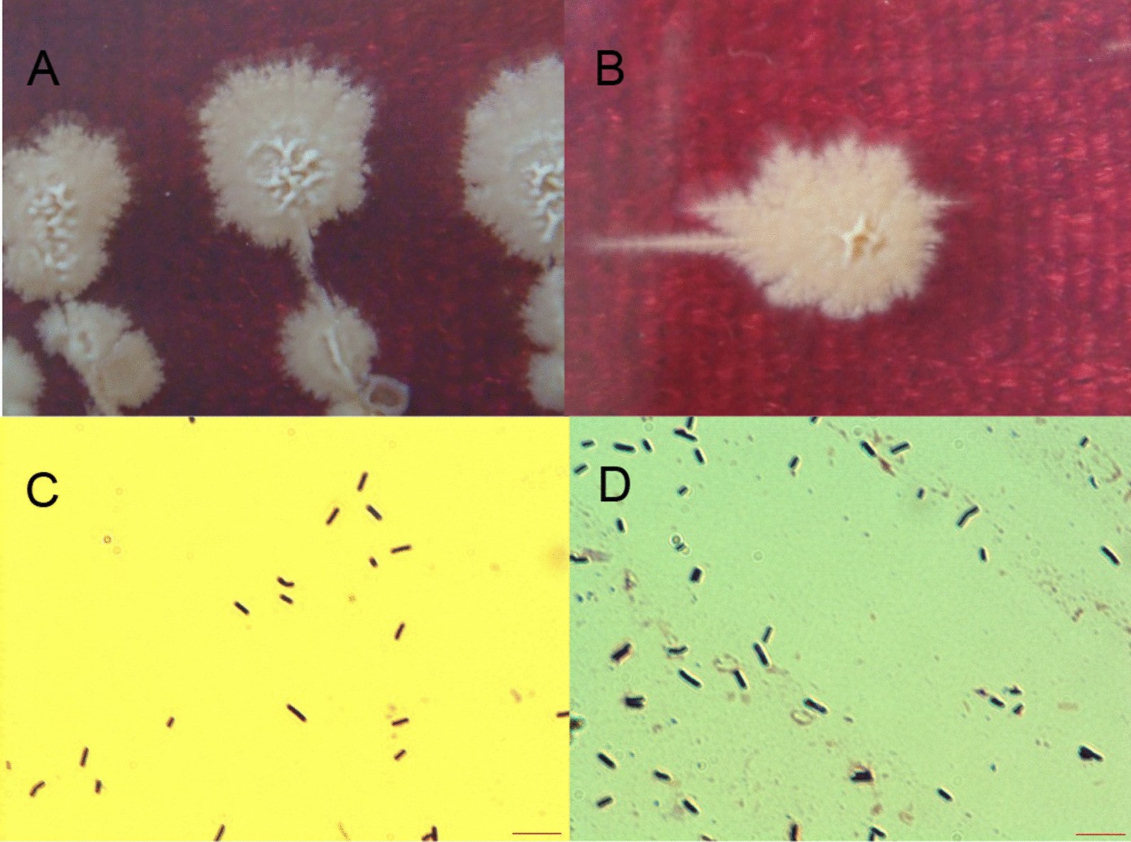 Fig. 2