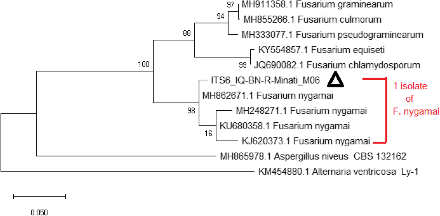 Fig. 12