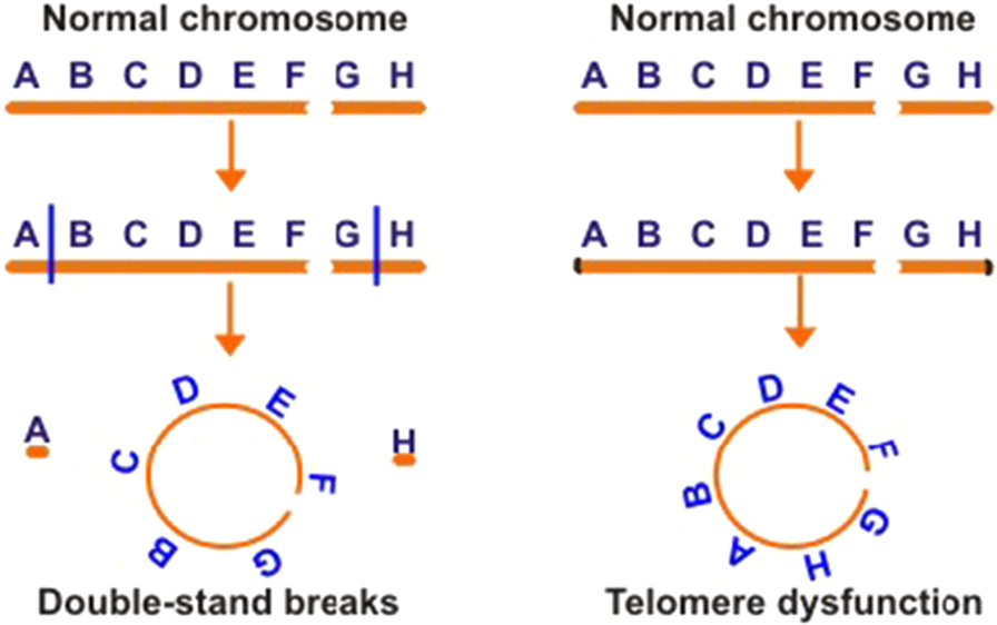 Fig. 11