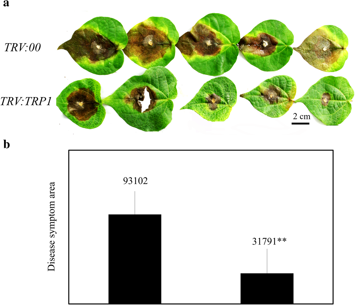 Fig. 6