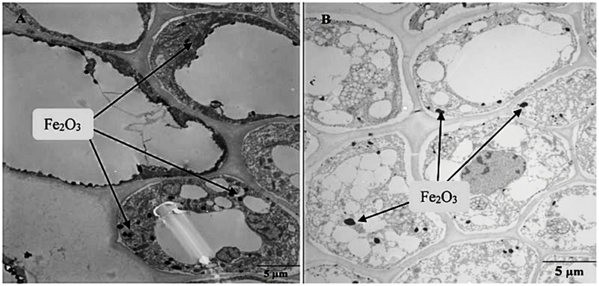 Fig. 5