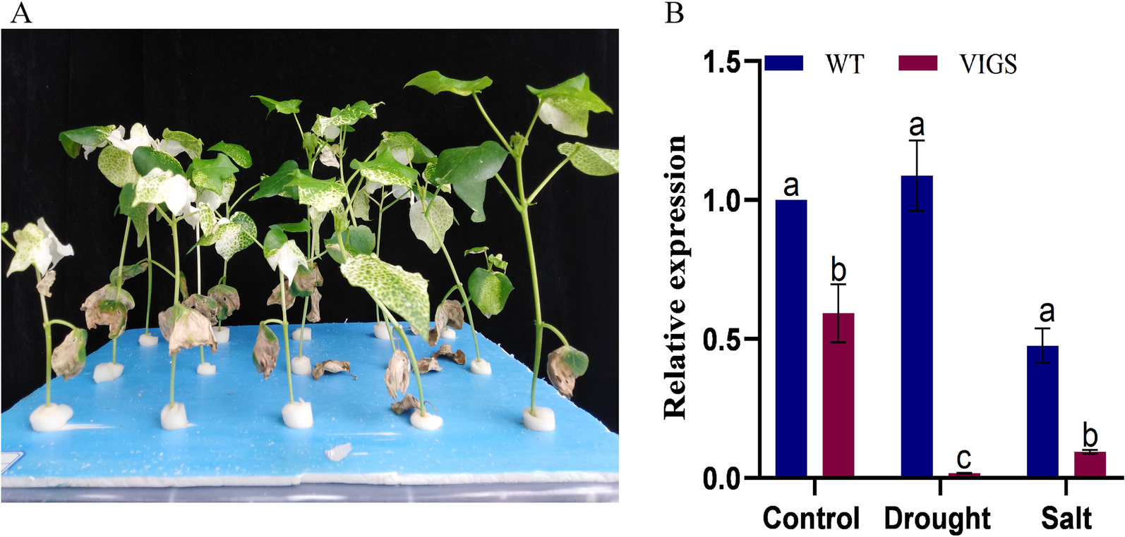 Fig. 7