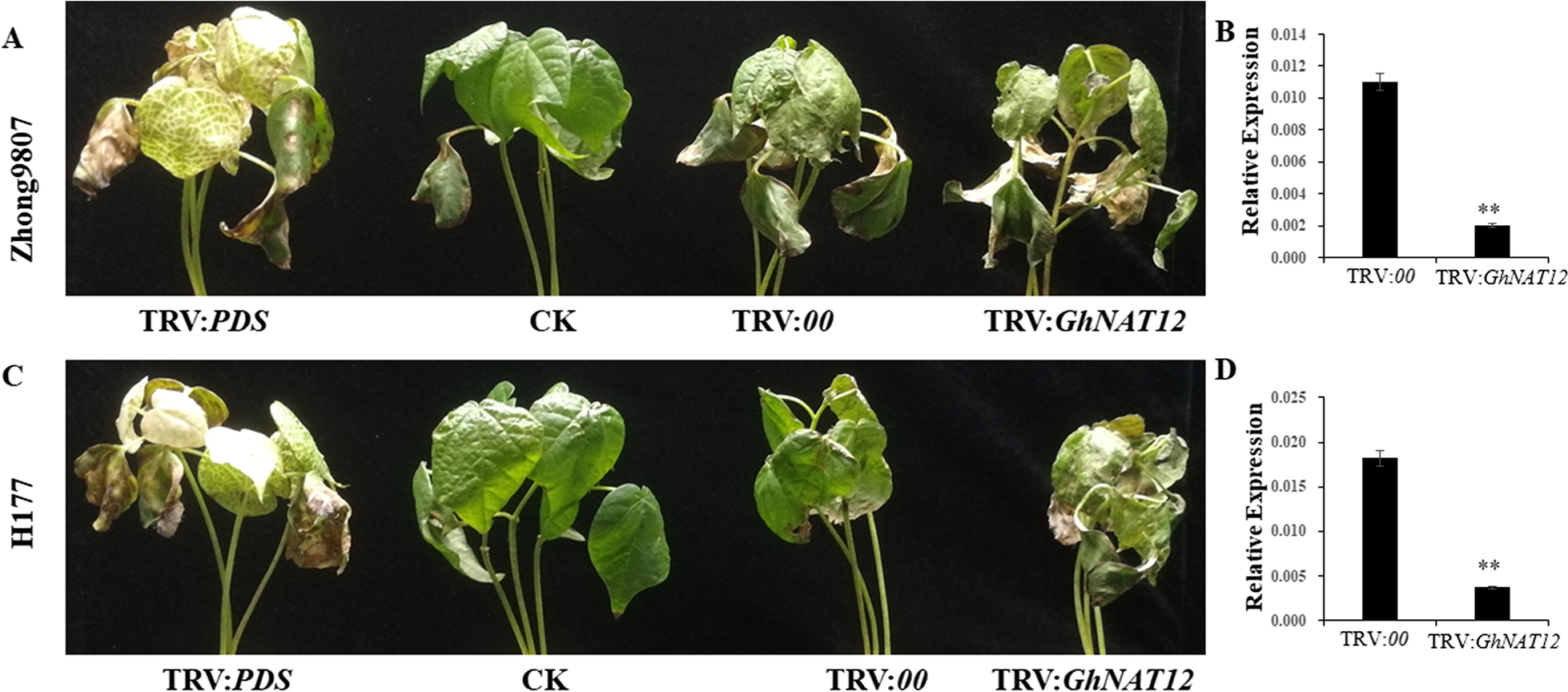 Fig. 8