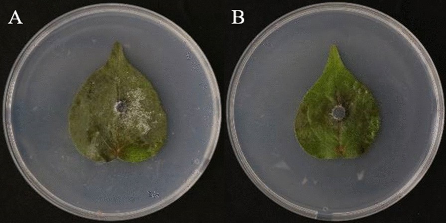 Fig. 5