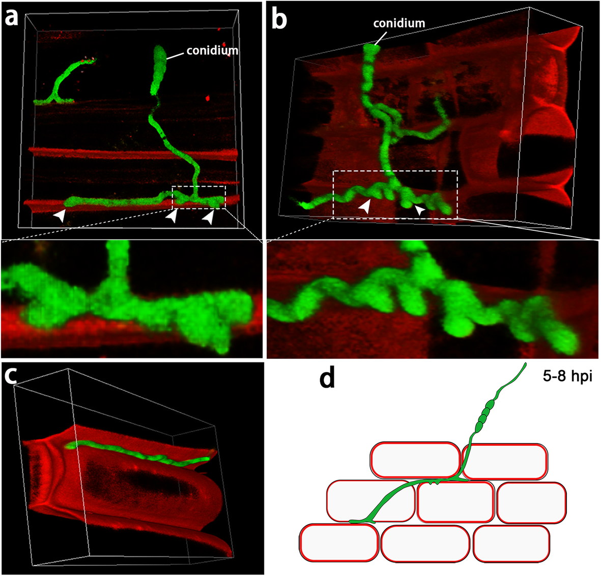 Fig. 2