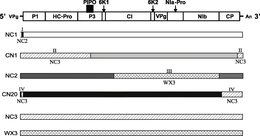 Fig. 5