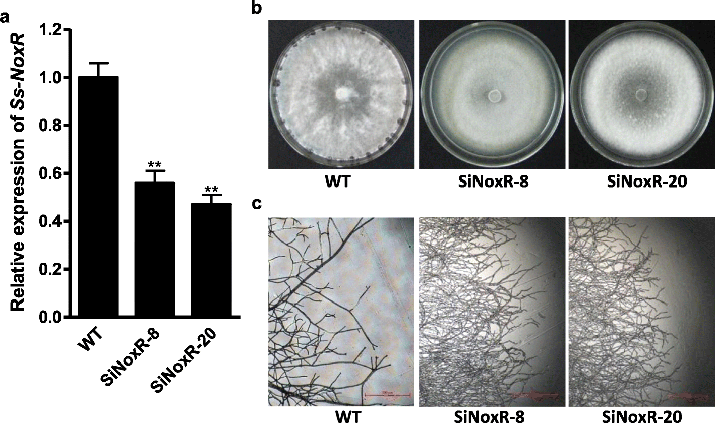 Fig. 5