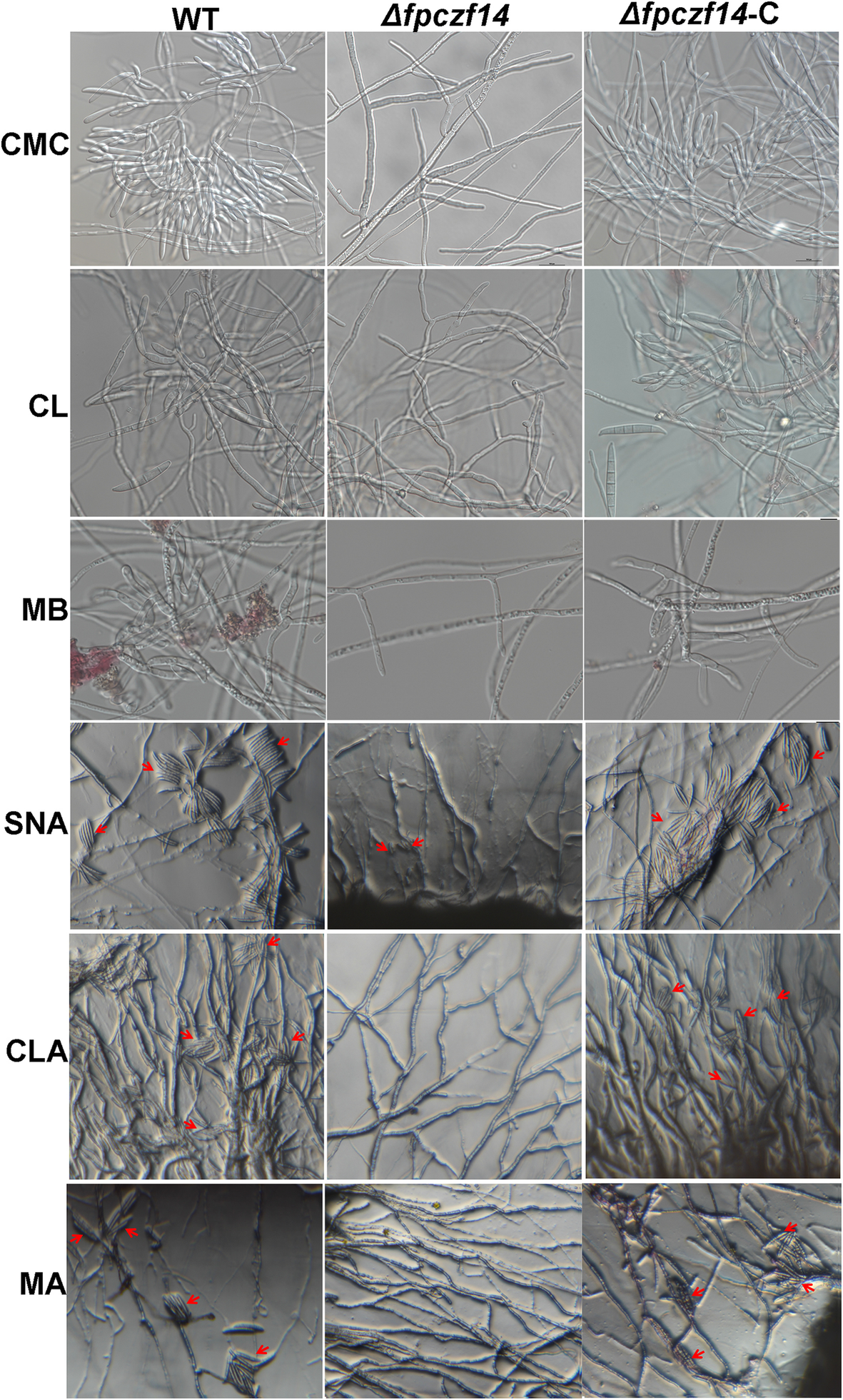 Fig. 4