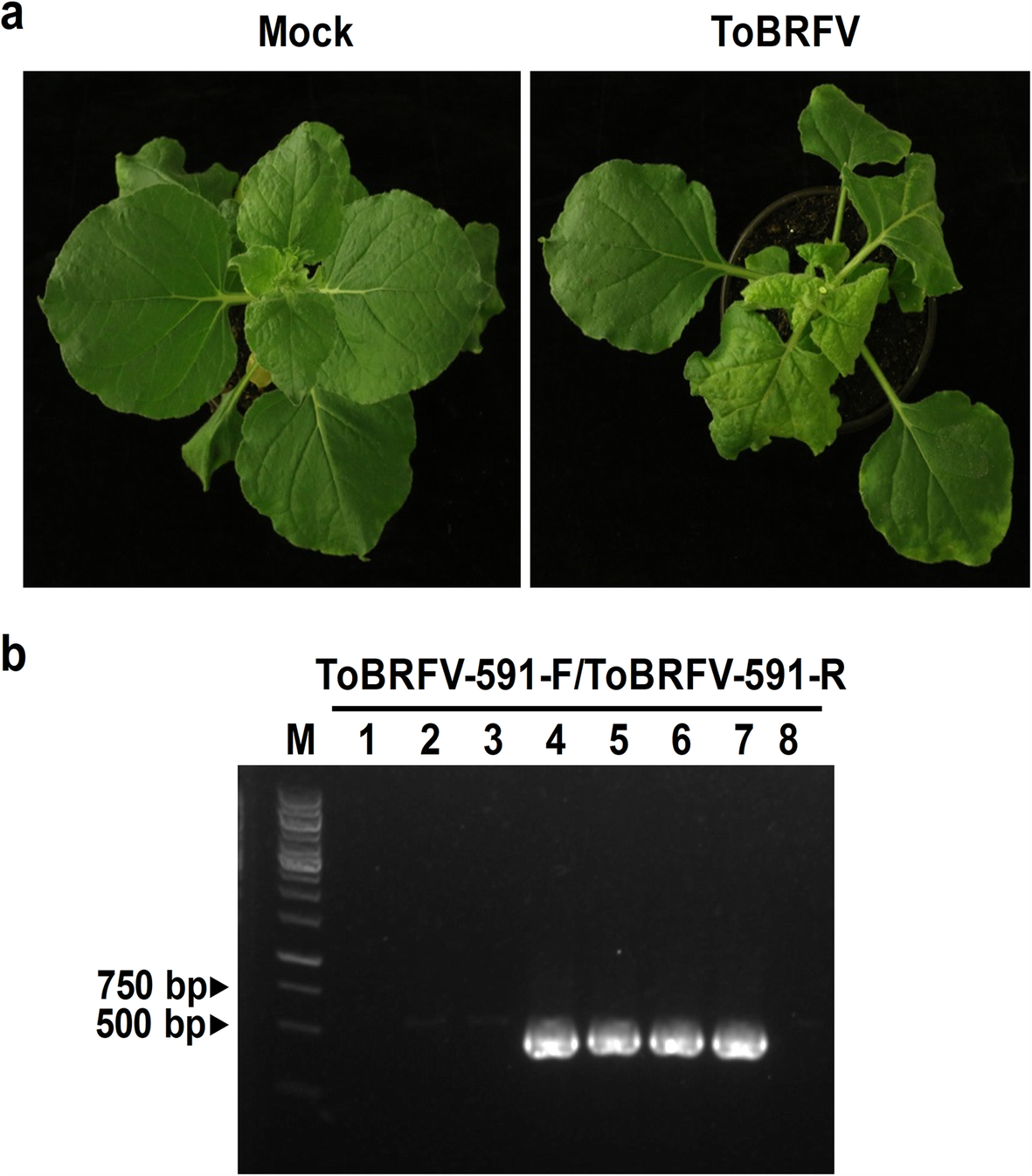 Fig. 5