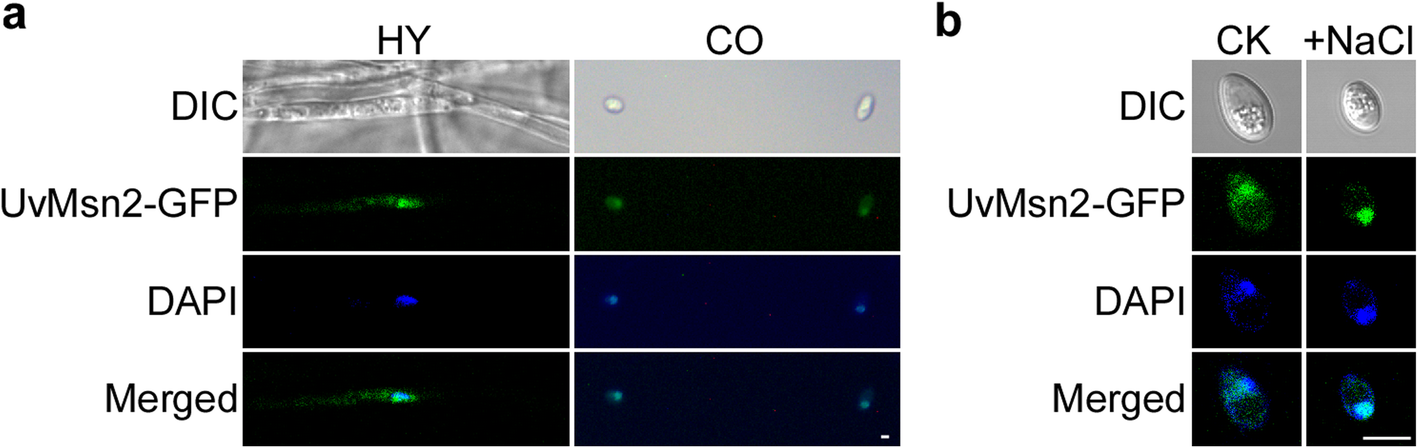 Fig. 7