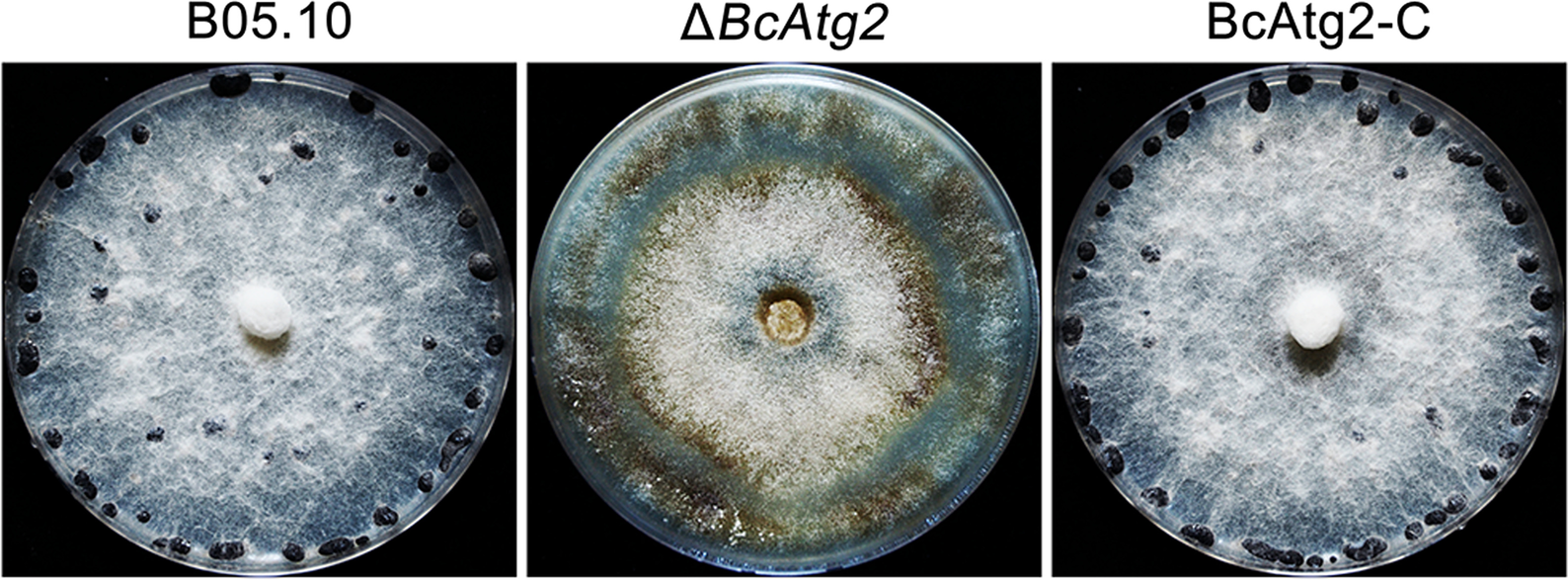 Fig. 6