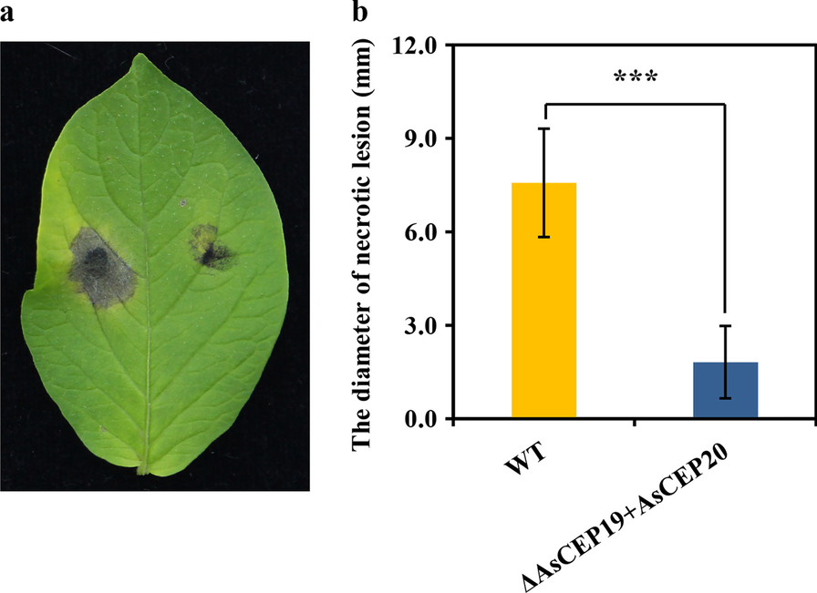 Fig. 8