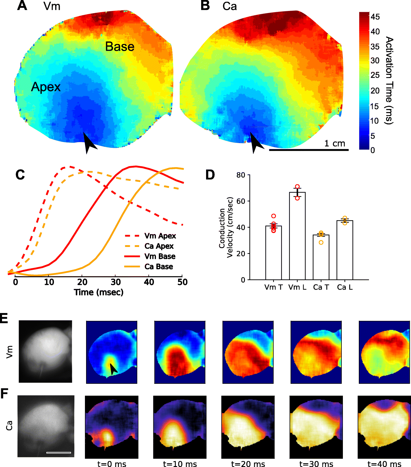 Fig. 6