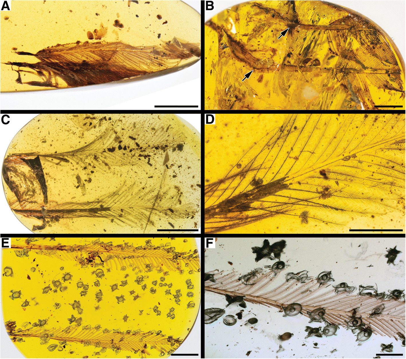 Fig. 7