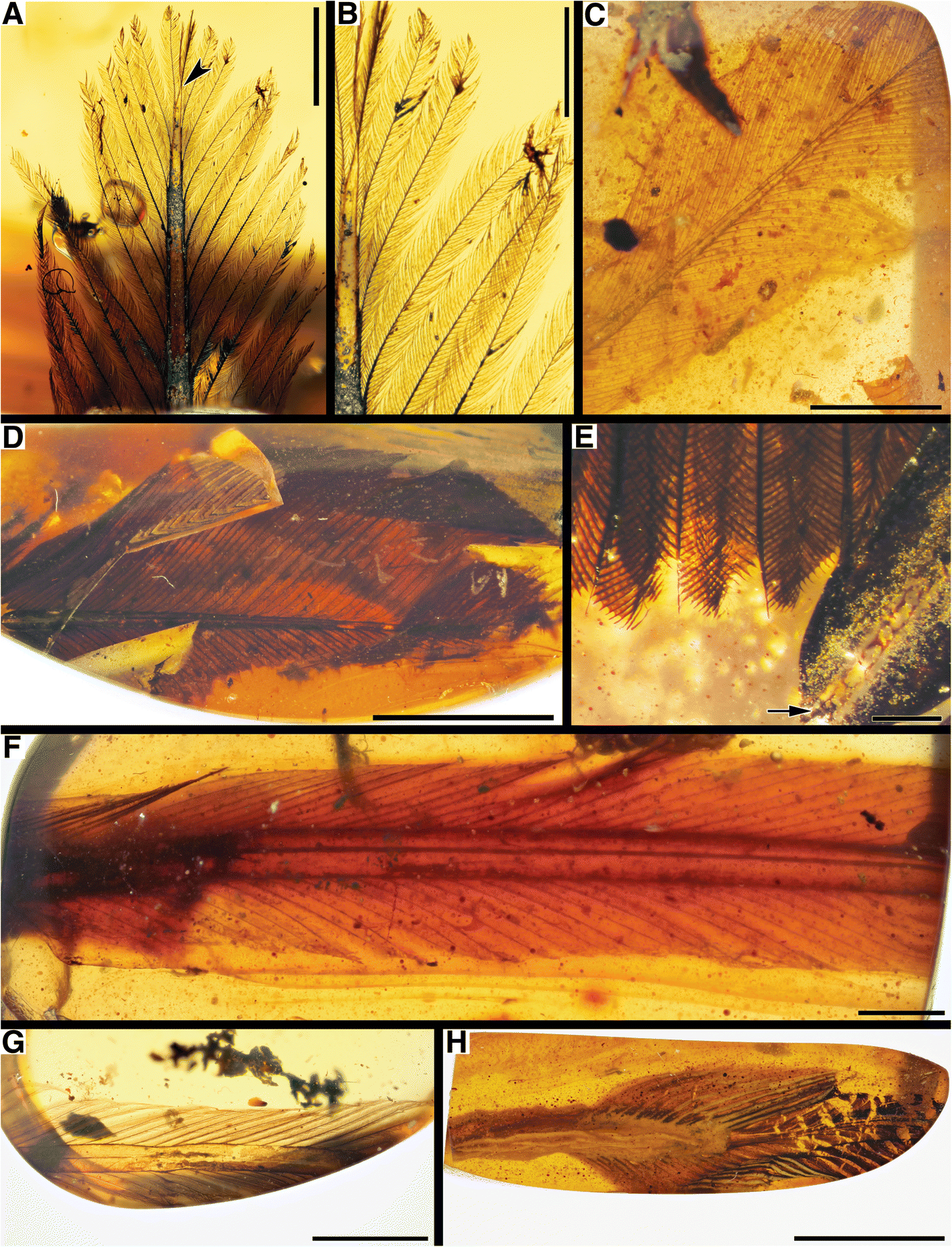 Fig. 8