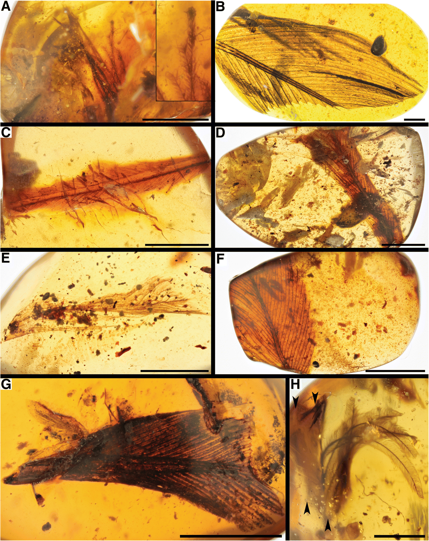 Fig. 9