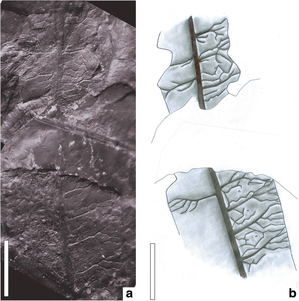 Plate 1