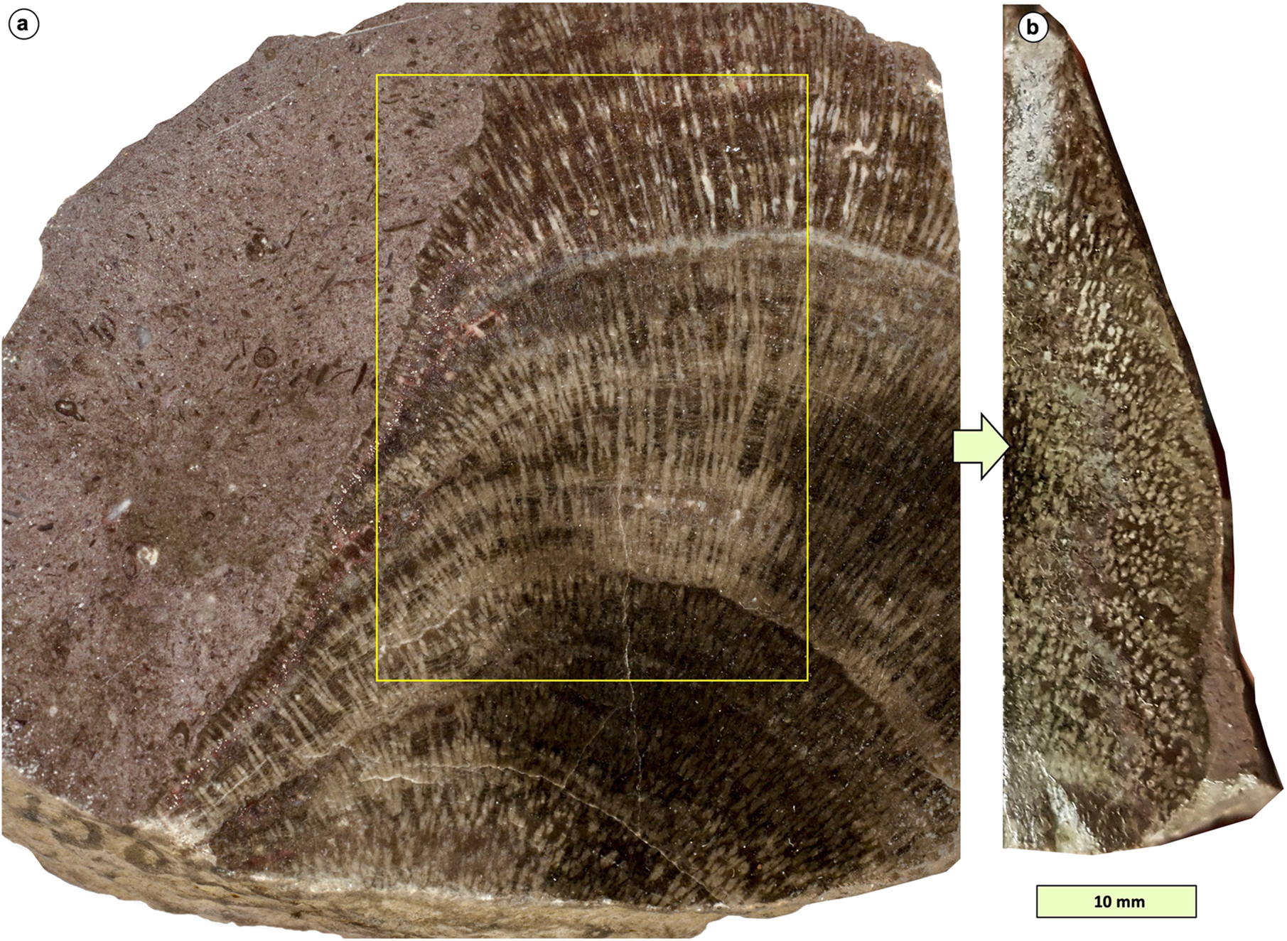 Fig. 3