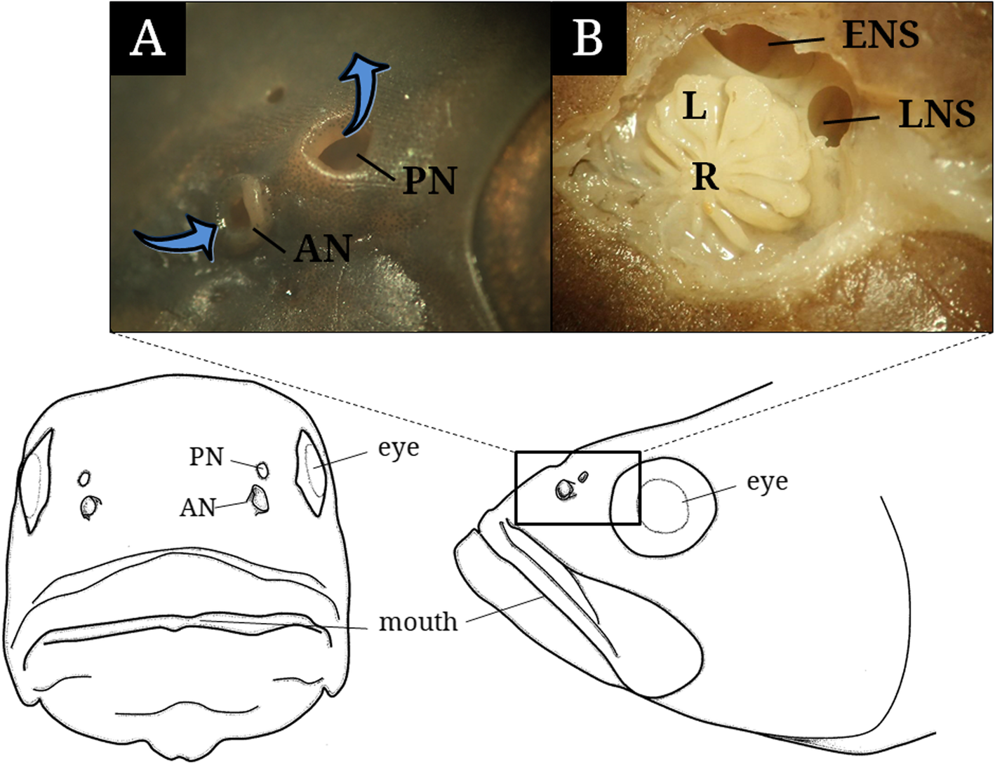 Fig. 2