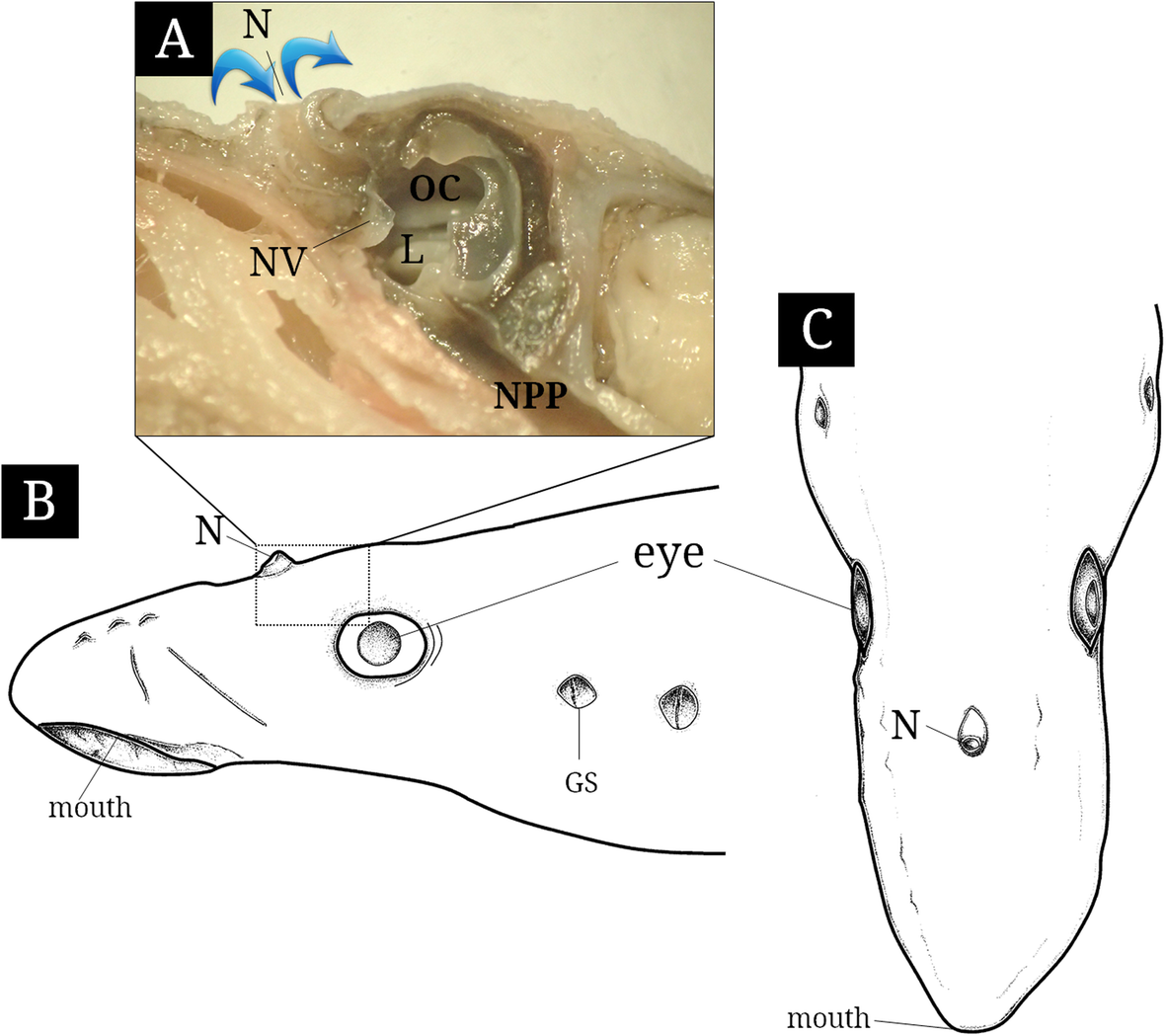 Fig. 2