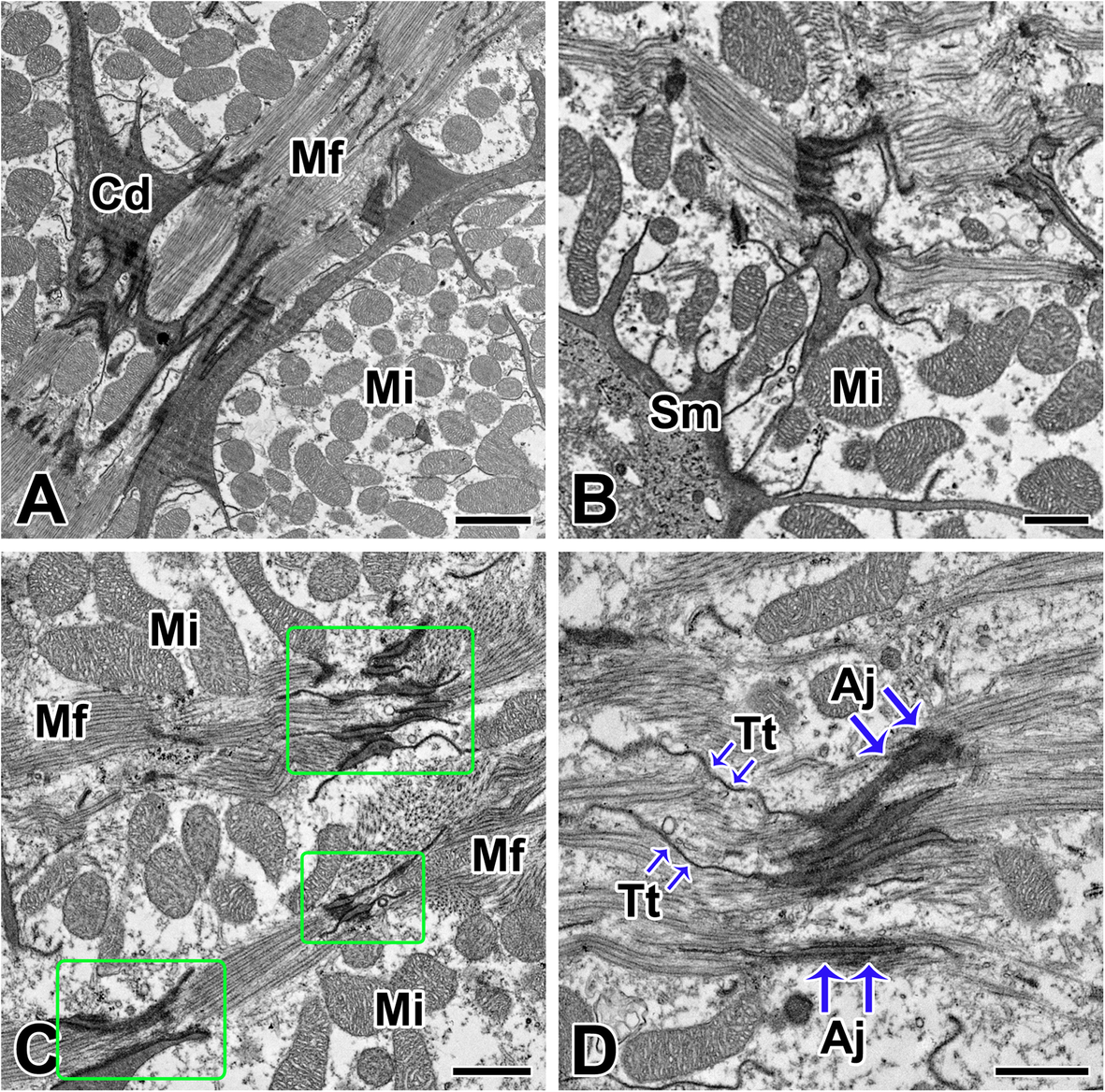 Fig. 3