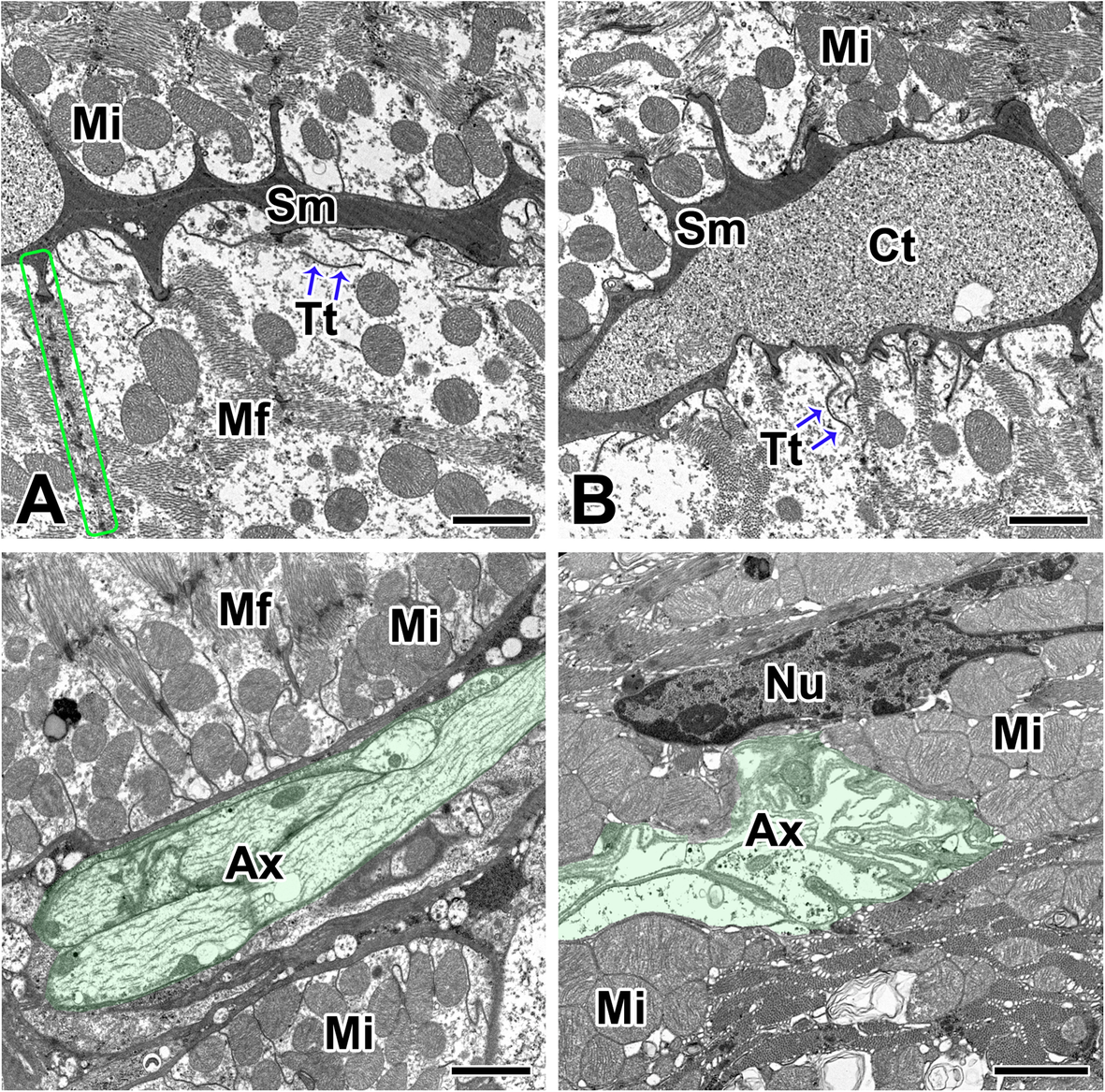 Fig. 4