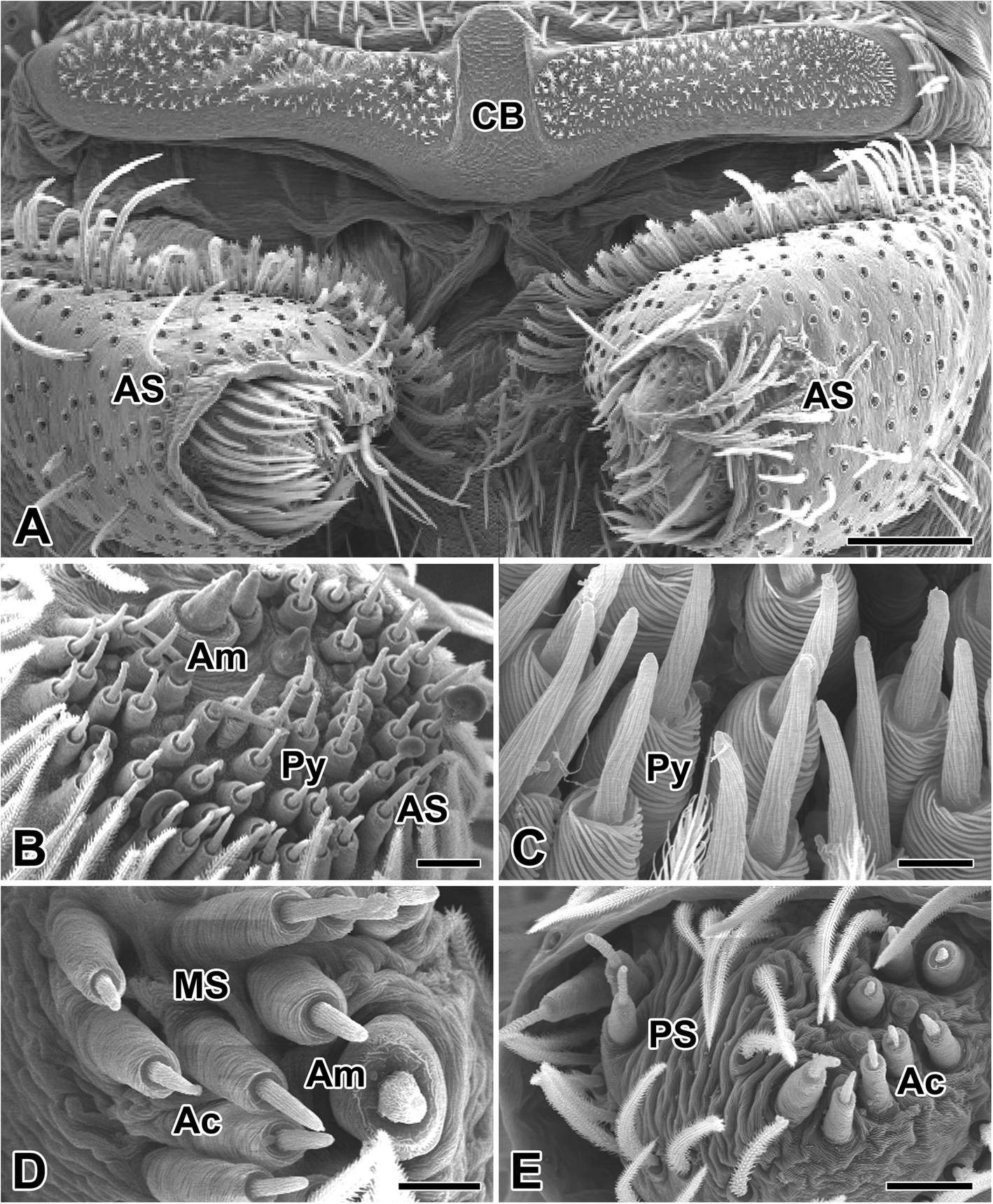 Fig. 1