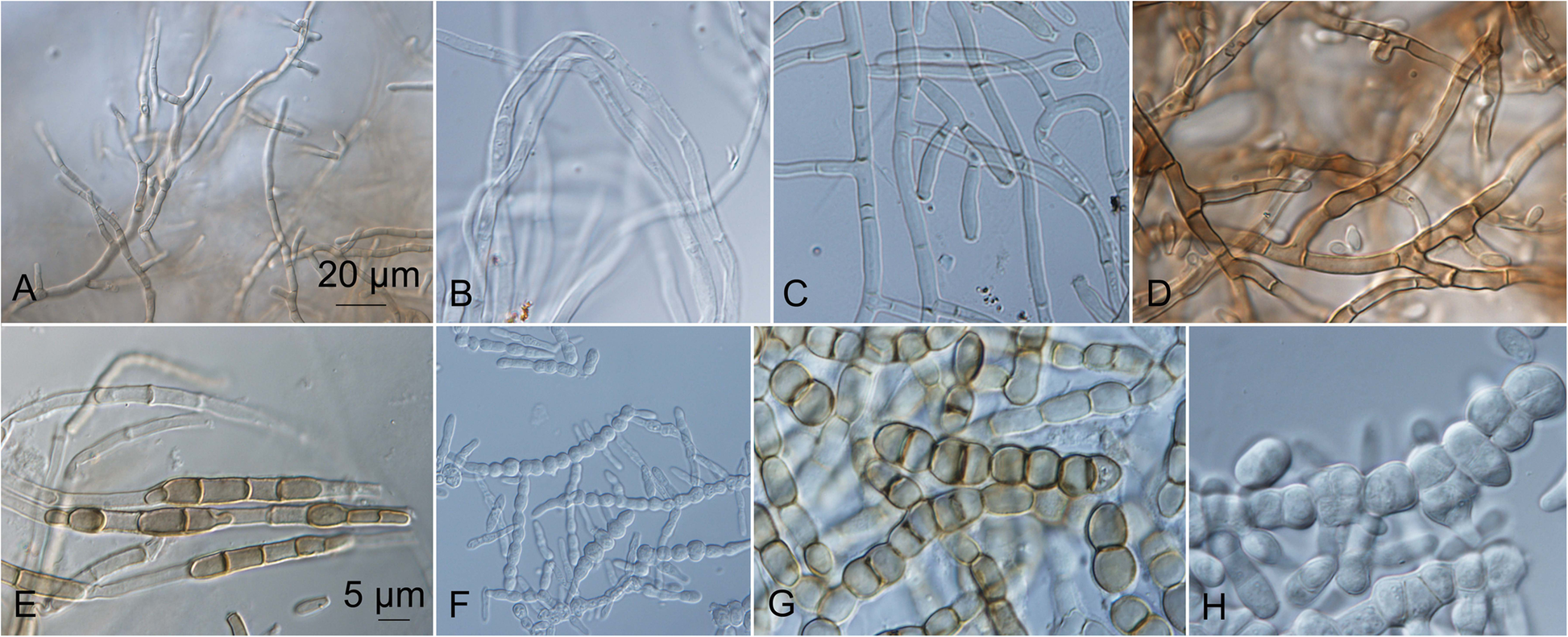 Fig. 11